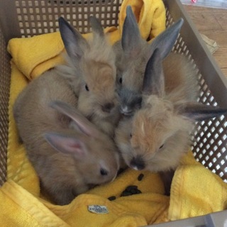 ライオンラビット　こども　里親募集