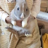 ライオンラビット　こども　里親募集 サムネイル2