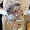 ライオンラビット　こども　里親募集 サムネイル3