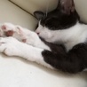 ちせ