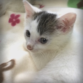 生後2.5ヶ月：白キジの女の子：ヒナ