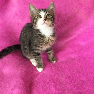 モデル級超可愛いキジトラ子猫ちゃん