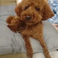 アロハ