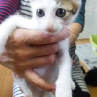 里親決定。ハート君