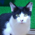 人懐こく面倒見の良い成猫です