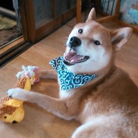 こてつ