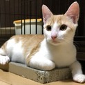モデル体型の茶白系男子