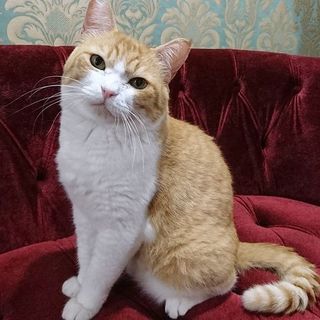 【ダンプ】マシュマロボディーの男の子