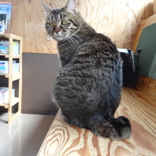 ブチャカワ・だんごしっぽのキジ猫♀