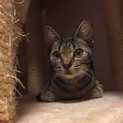 かわいい子猫の里親募集