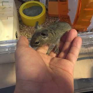 かわいい子供のデグーの里親募集です！
