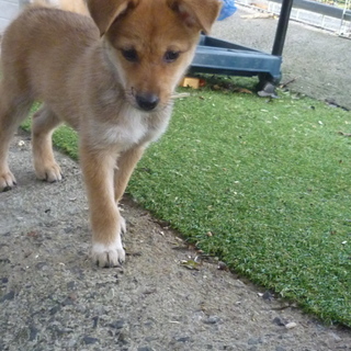 少しびびりなチャンプ君