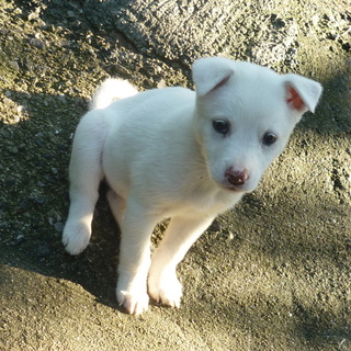 可愛いミルクちゃん