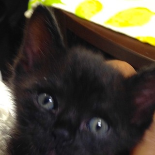 フレンドリーでとても飼いやすいです！