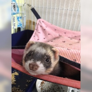 フェレット里親決まりました！