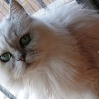 飼主病気の為、行き場を無くしたペルシャ