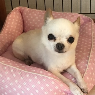 臆病なチワワさんです