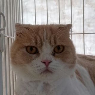 飼主病気の為、行き場を無くしたスコティッシュ