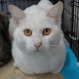 飼主に放棄されたゴロスリくん