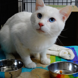 飼主に放棄されたブルーの瞳の美男子