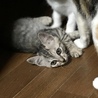 4匹❤︎2ヶ月 サムネイル3