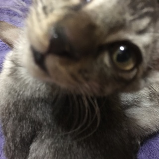 急募‼︎三ヶ月くらいの可愛い子猫