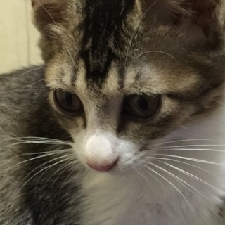 可愛い子猫