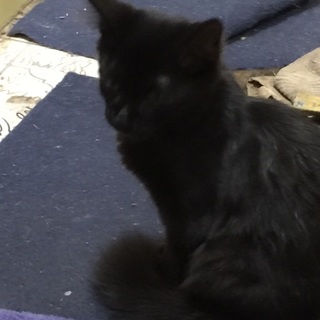 急募！4ヶ月の子猫！