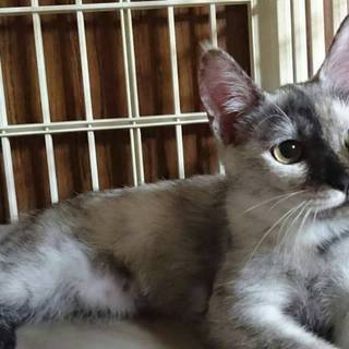 グレーサビのシーナちゃん