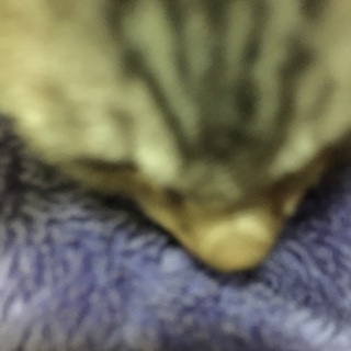 可愛い子猫