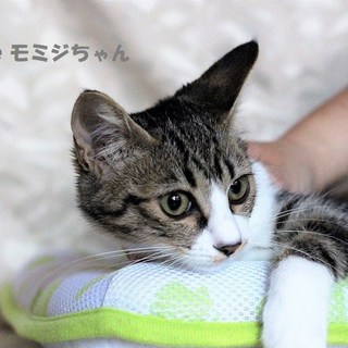 きじしろ　モミジちゃん　里親募集中！
