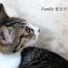 きじしろ　モミジちゃん　里親募集中！ サムネイル3