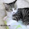 きじしろ　モミジちゃん　里親募集中！ サムネイル5