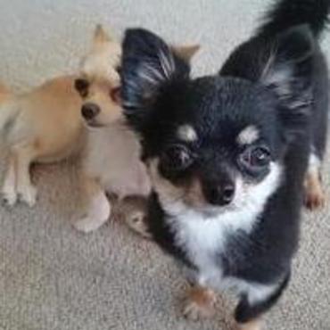 おくさんのエリザベスと