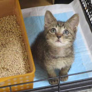 まるでぬいぐるみのような愛され猫