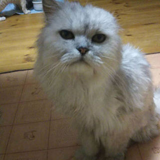 人大好きチンチラの男の子