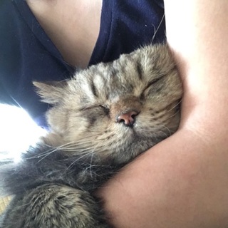 甘えん坊のチンチラゴールデン男子です