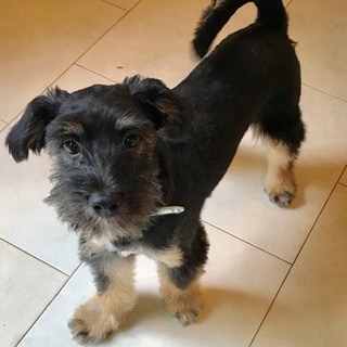 ♂308里親募集です！