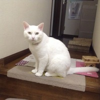 てんちゃん