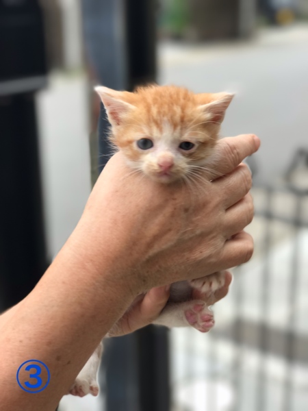 生後1ヶ月子猫5匹里親募集 京都府 猫の里親募集 ペットのおうち 月間利用者150万人