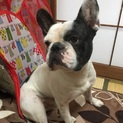 フレンチブルドック♂