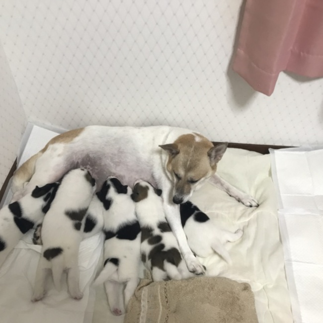 アポロニア74のカバー写真