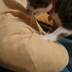 「雨の日の猫。」サムネイル2