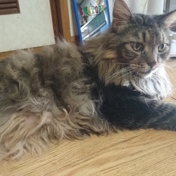 「雨の日の猫。」サムネイル3