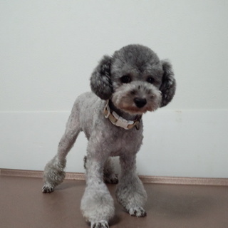 トイプードルのシルバーの女の子