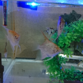 エンゼルフィッシュ６匹