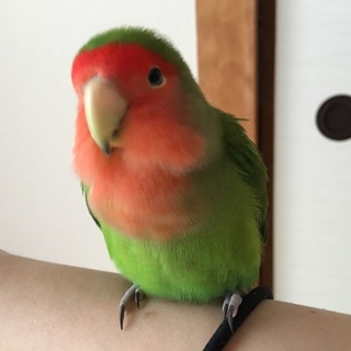 コザクラインコ ノーマル 雄」岡山県 - 鳥の里親募集(178484