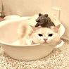 カブと虫 さん
