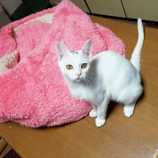 美しい子猫　ミコ