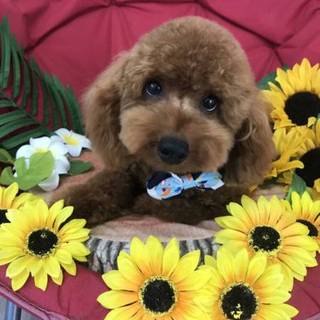 もうすぐ1歳のトイプードル♂(交渉中)